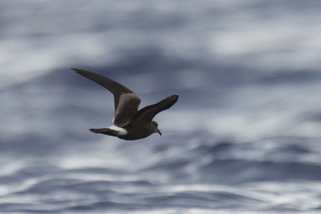 Leach's Storm-Petrel - ML148631681