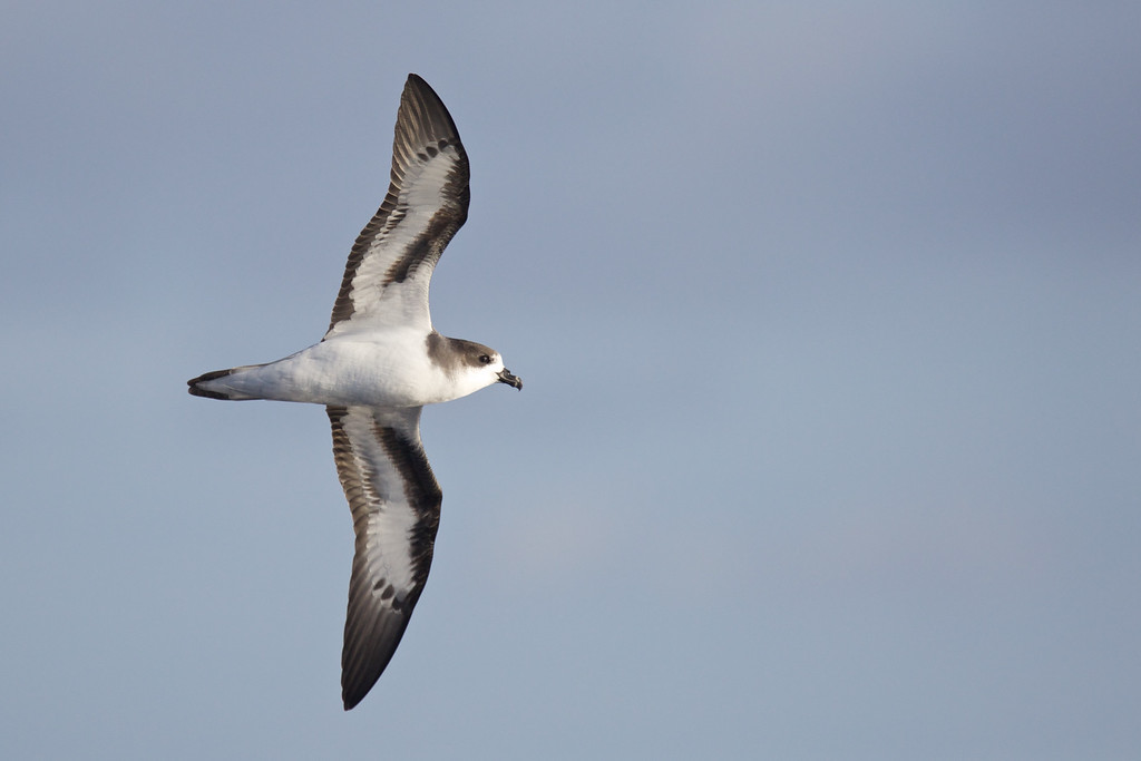 Bermuda Petrel - ML148632821