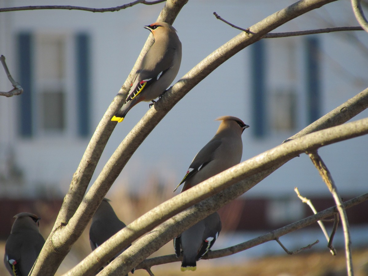 Bohemian Waxwing - ML148636281