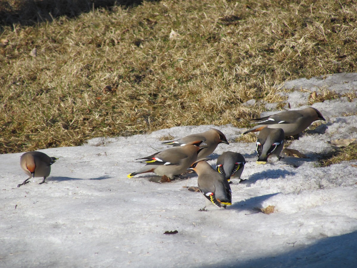 Bohemian Waxwing - ML148636291