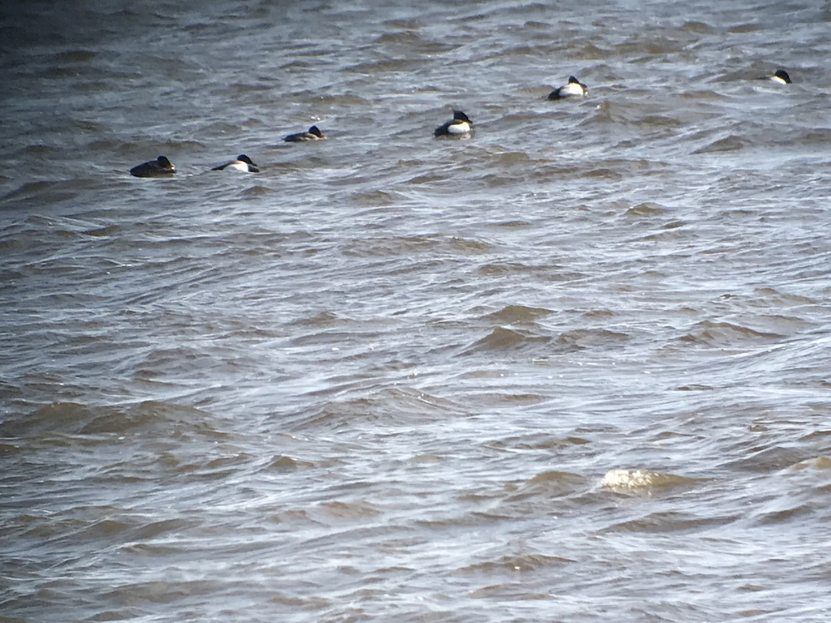 Tufted Duck - ML148636361