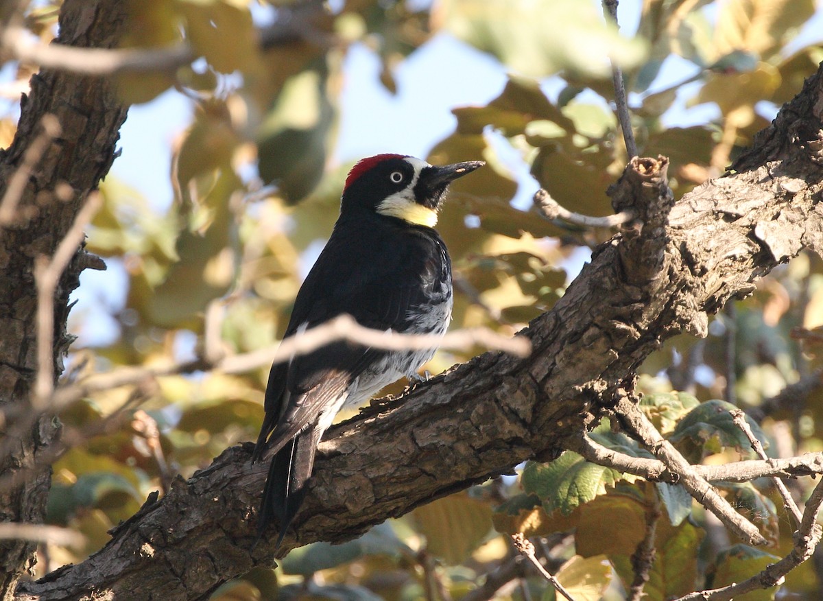 Carpintero Bellotero (grupo formicivorus) - ML148636741