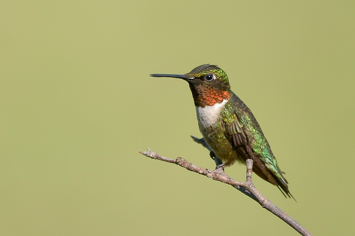Ruby-throated Hummingbird - Daniel Irons
