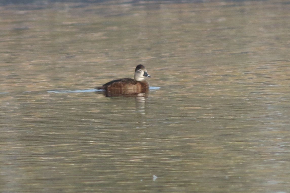 Ring-necked Duck - Sérgio Correia