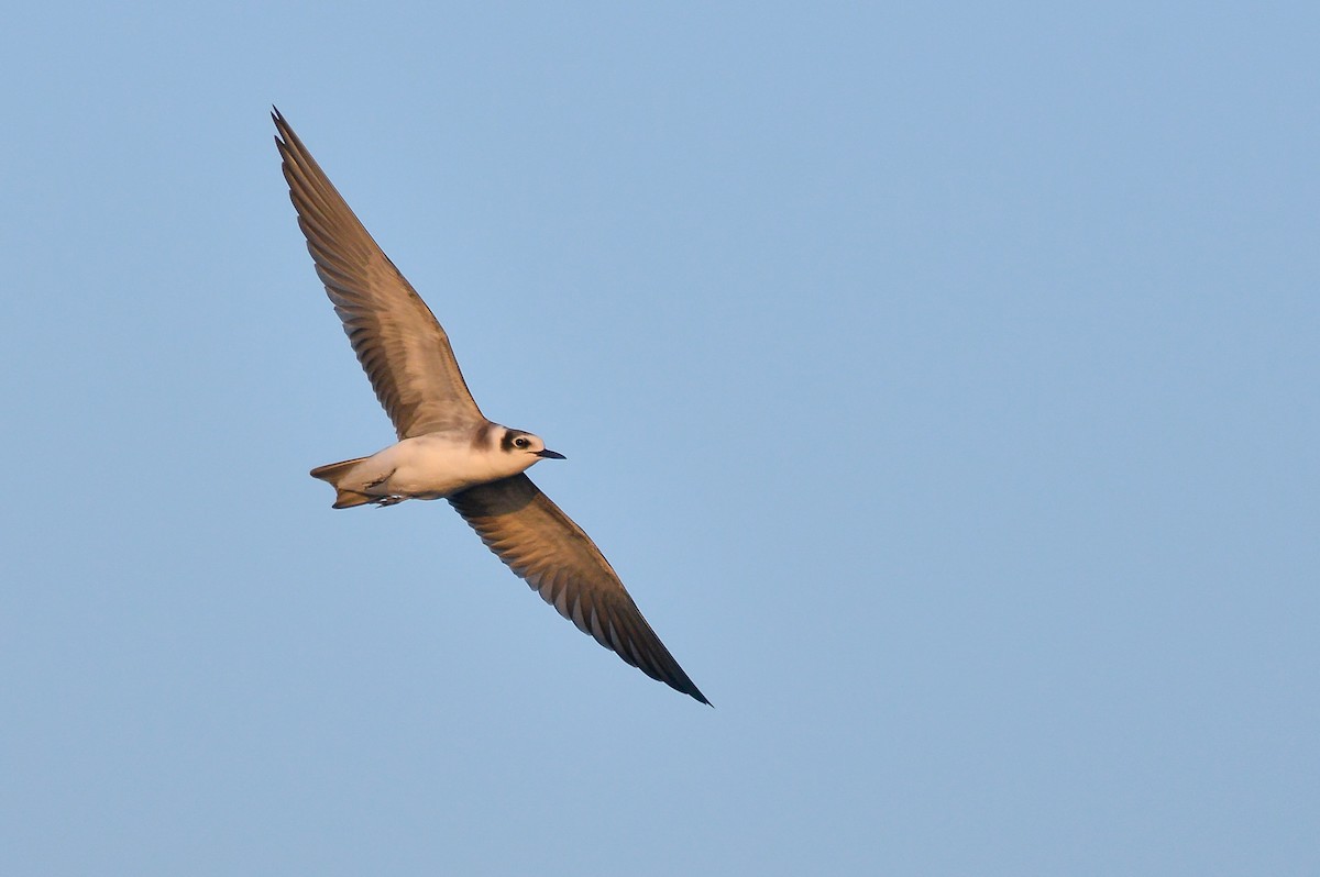 Black Tern - Daniel Irons