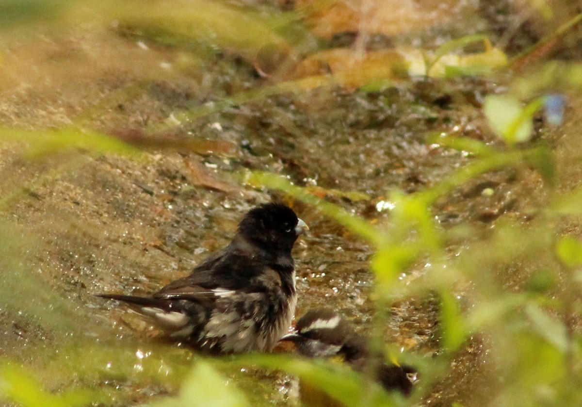 Black-and-white Seedeater - ML148643591