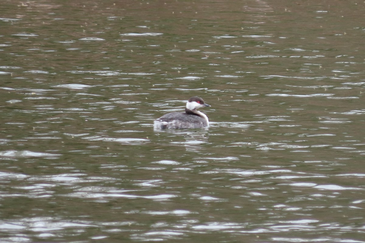 Horned Grebe - ML148643691