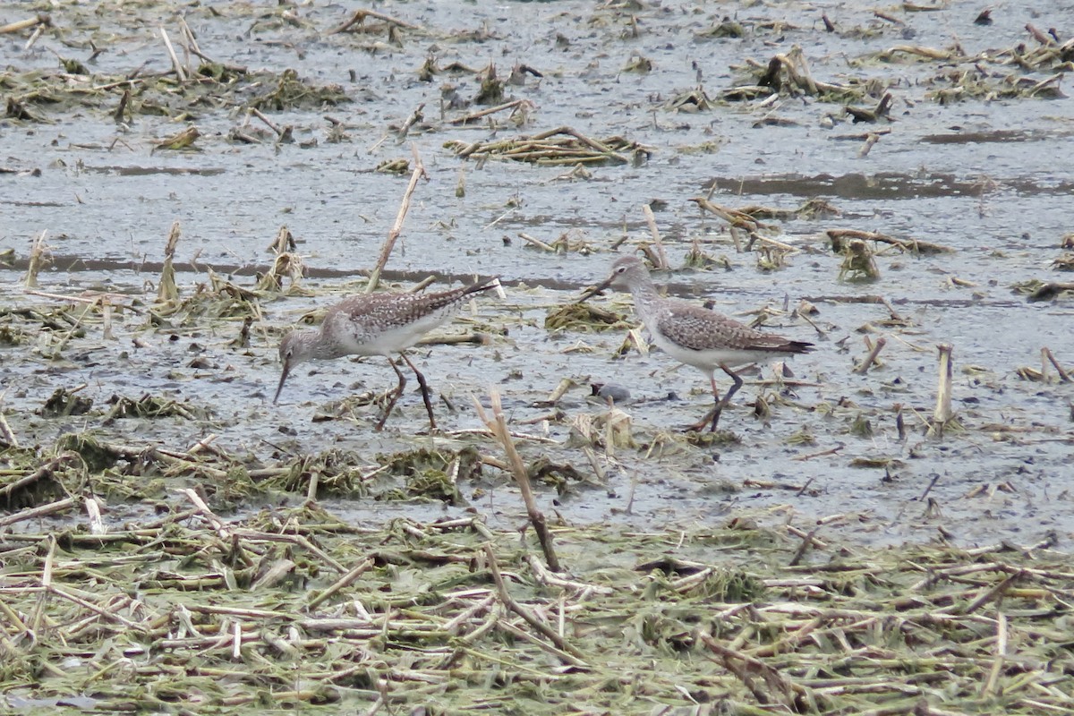 Lesser Yellowlegs - ML148644041