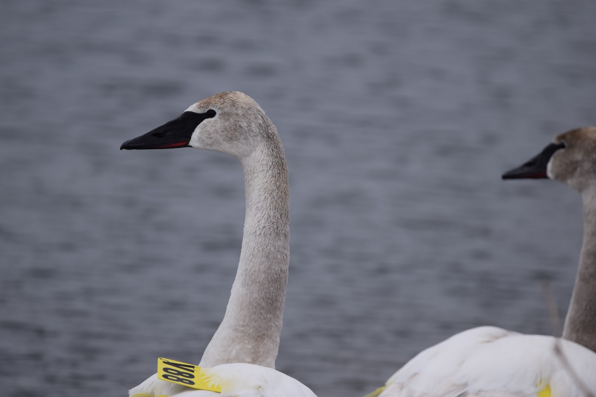 Trumpeter Swan - ML148644701