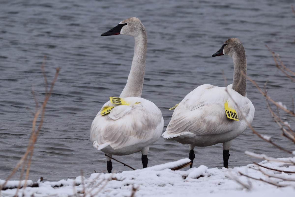 Trumpeter Swan - ML148644711