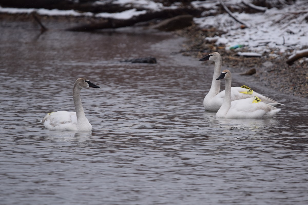 Trumpeter Swan - ML148644721