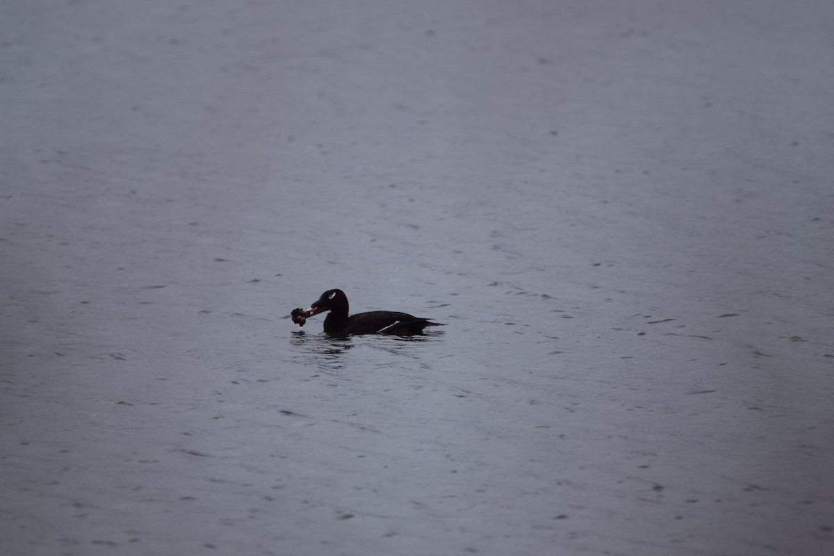 White-winged Scoter - ML148644741