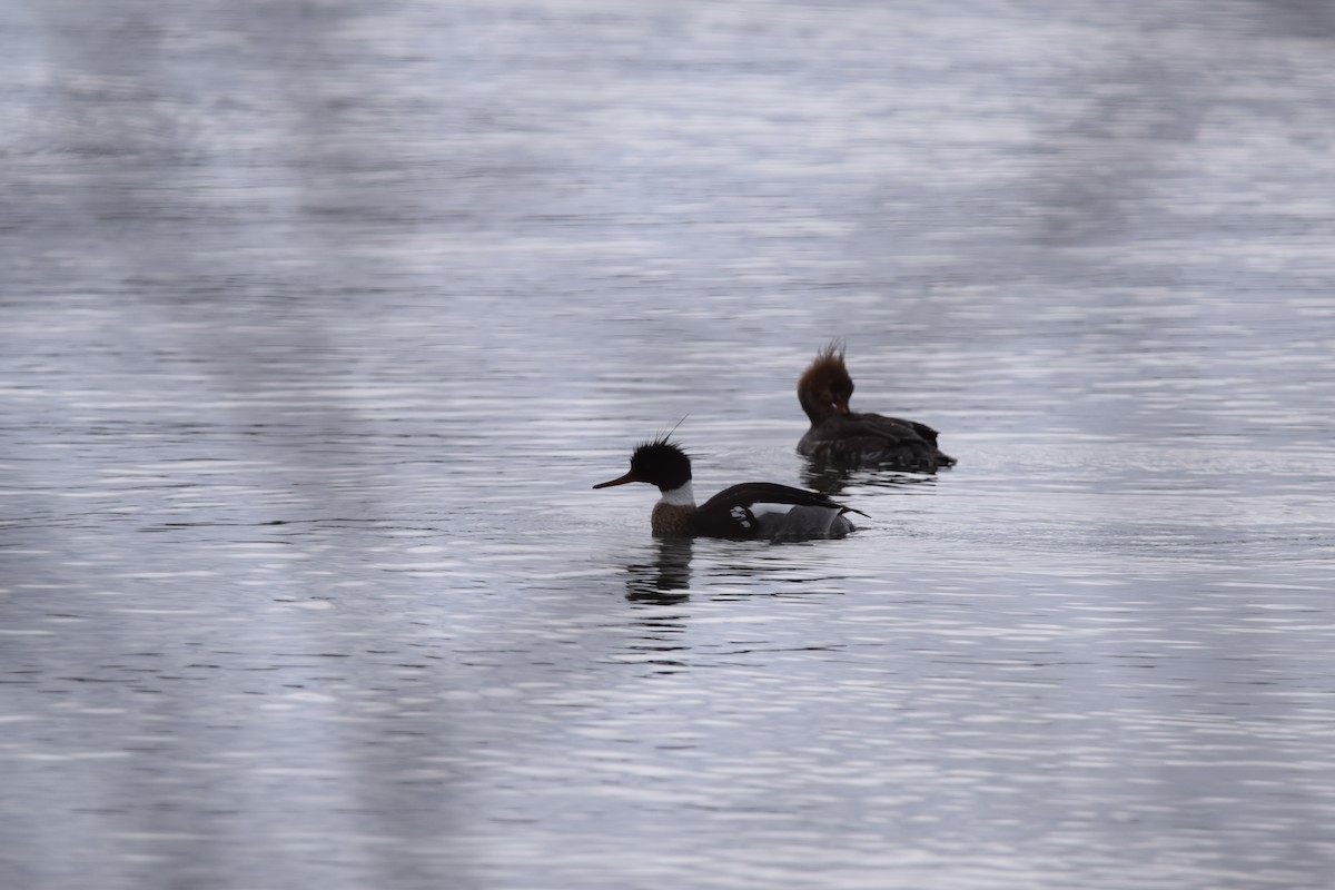 Red-breasted Merganser - ML148644781