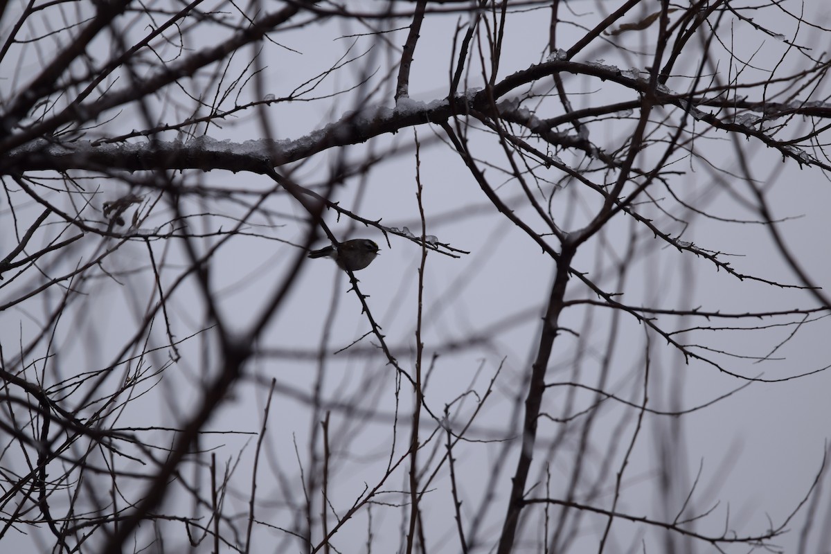 Golden-crowned Kinglet - ML148644861