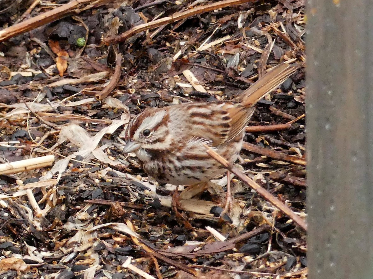 Song Sparrow - ML148645421