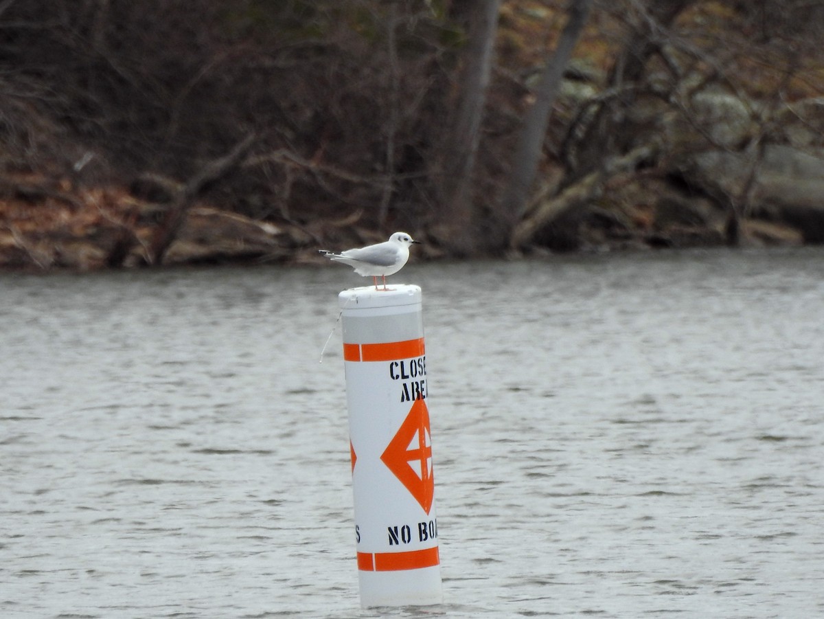 Bonaparte's Gull - ML148645731