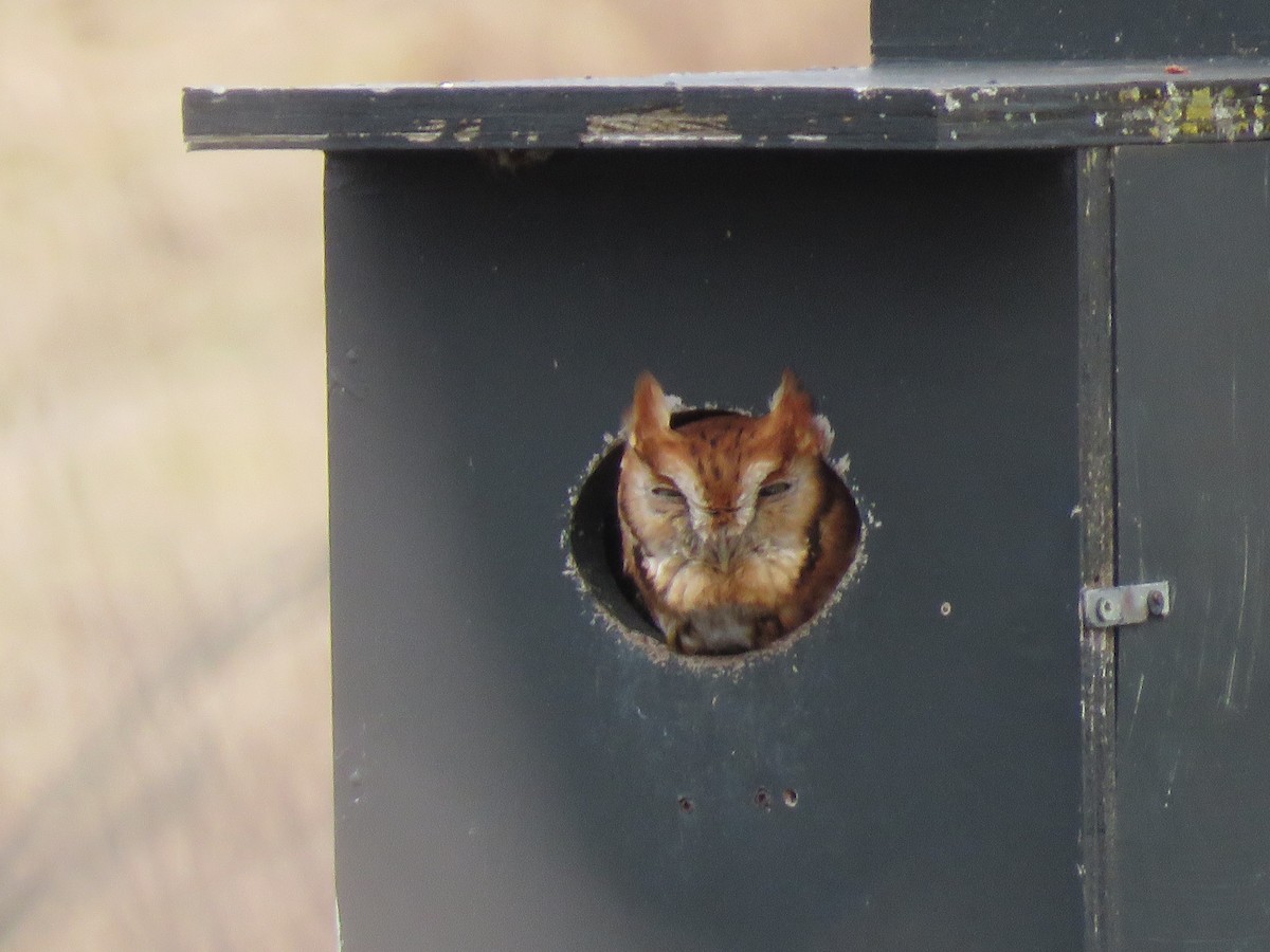 Eastern Screech-Owl - ML148646741