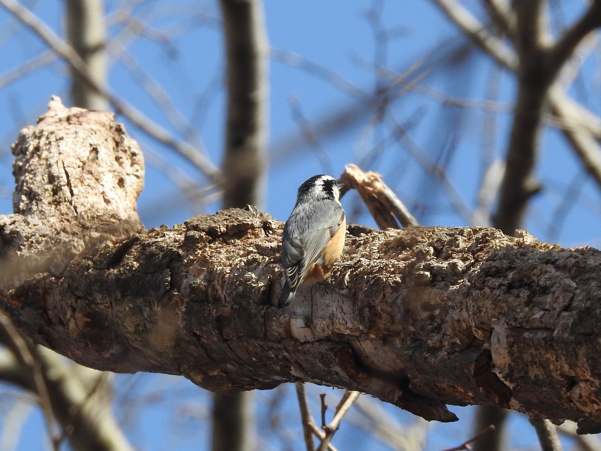 Red-breasted Nuthatch - ML148648011
