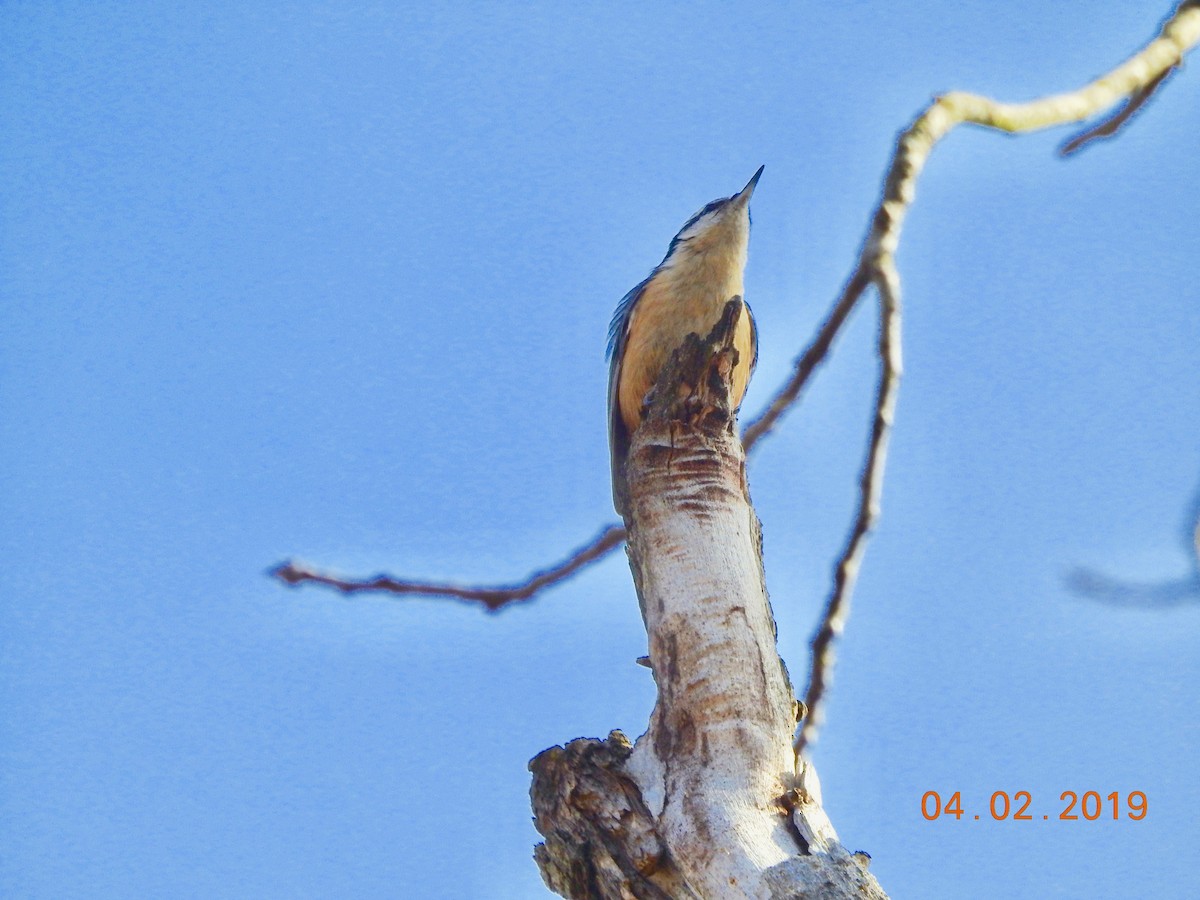 Red-breasted Nuthatch - ML148648021