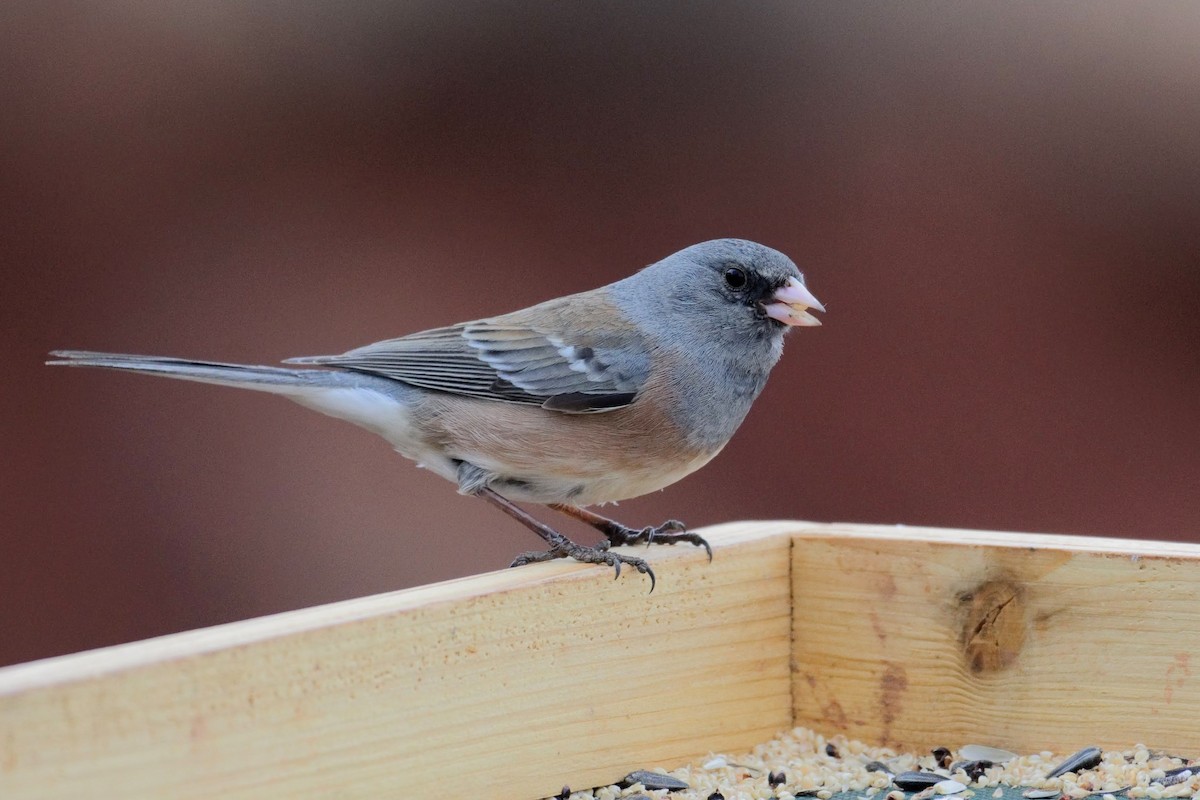 Junco ardoisé (mearnsi x aikeni) - ML148648221