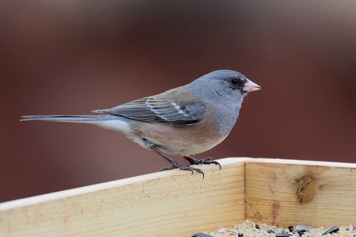 Dark-eyed Junco (Pink-sided x White-winged) - ML148648251