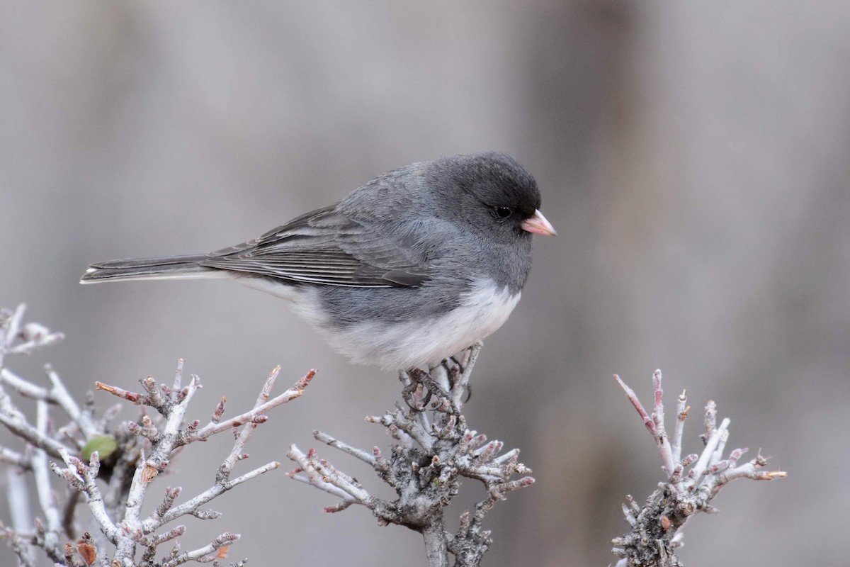 Dark-eyed Junco (Slate-colored) - David de Rivera Tønnessen