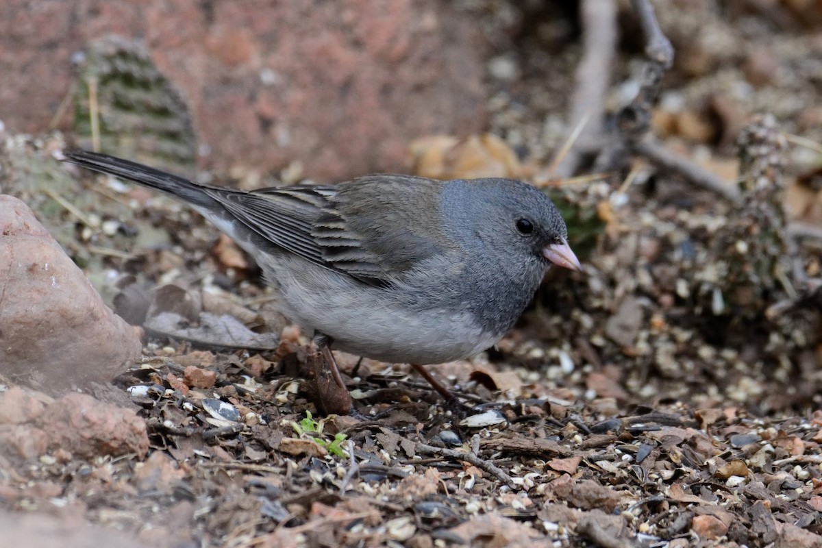 Dark-eyed Junco (Slate-colored) - ML148648421