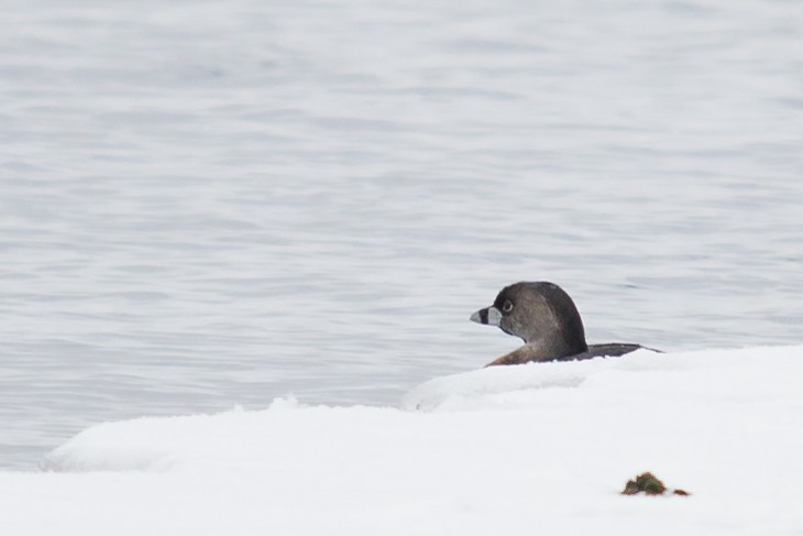 Pied-billed Grebe - ML148651831