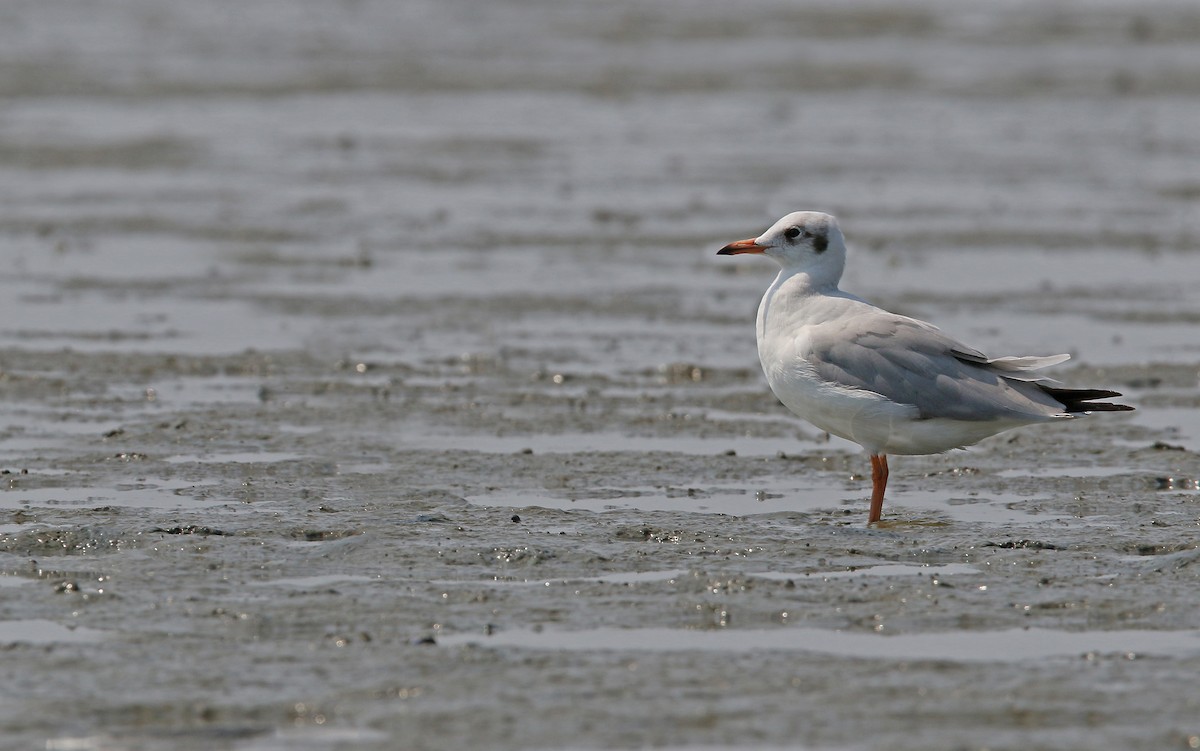 Mouette rieuse - ML148652411