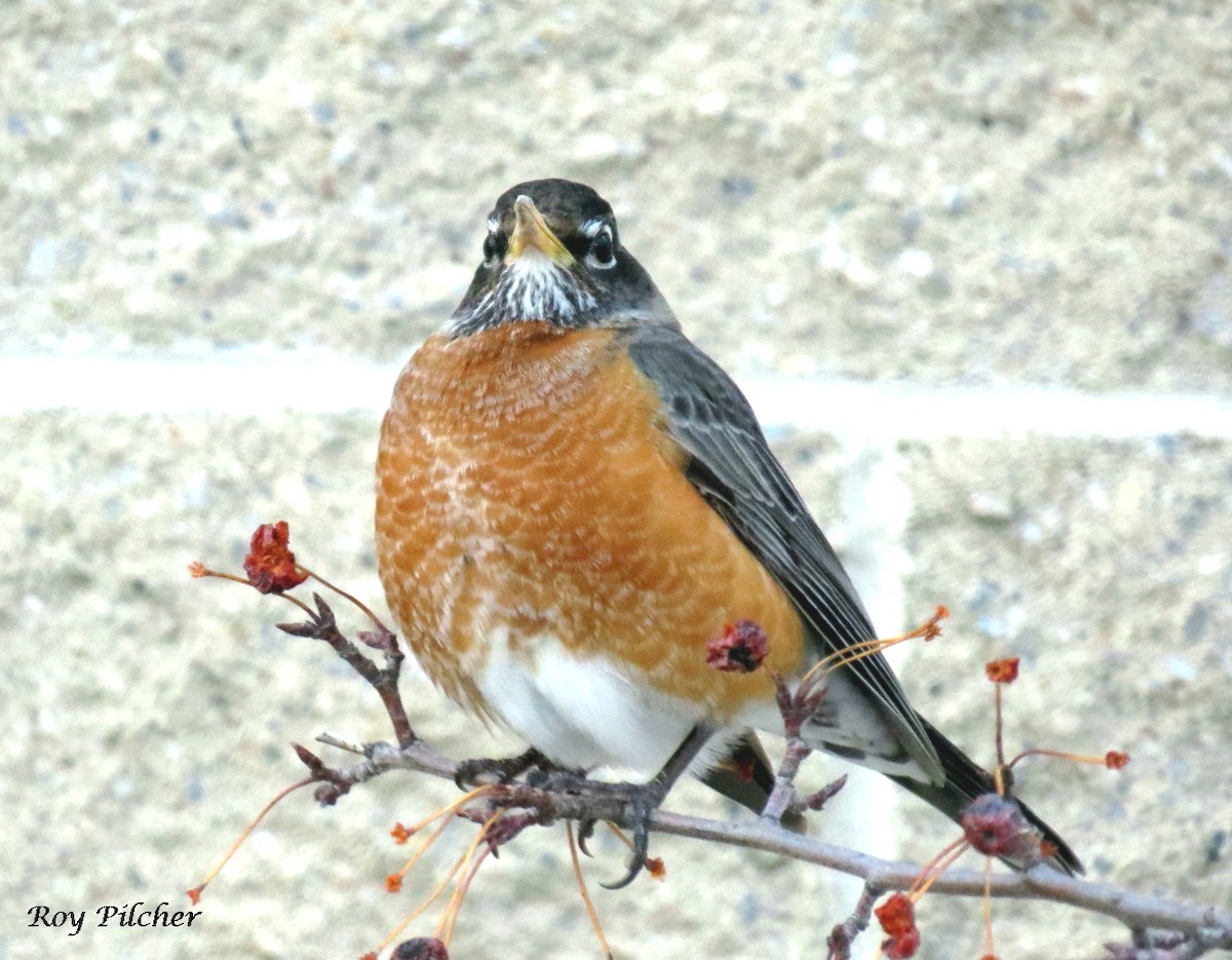 American Robin - ML148653201