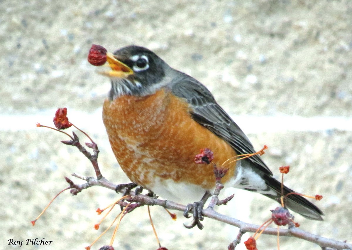 American Robin - ML148653321