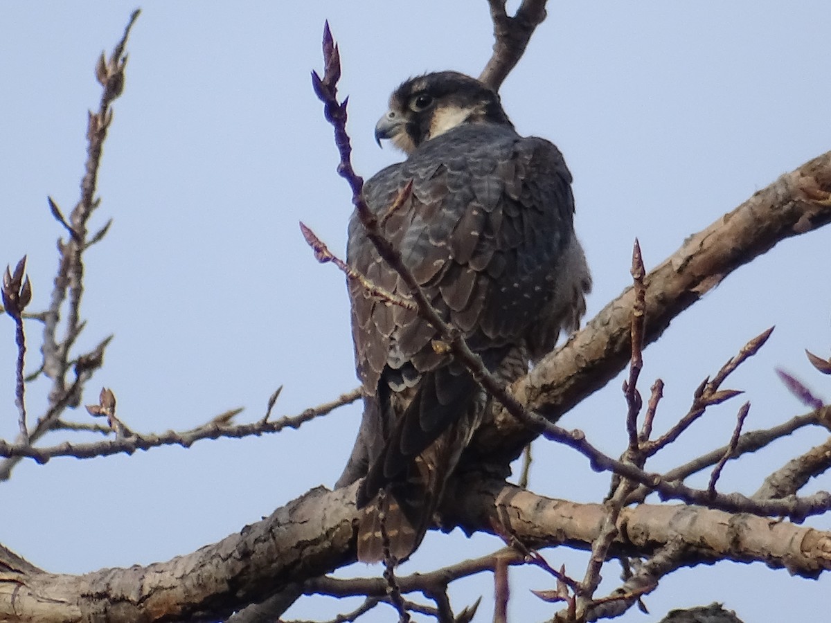 Peregrine Falcon - ML148654411