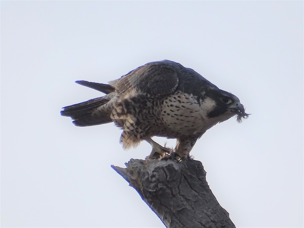 Peregrine Falcon - ML148654431