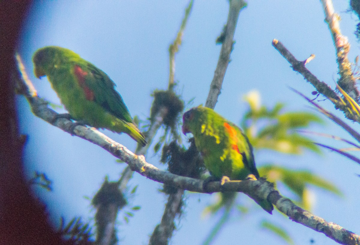 Blue-fronted Parrotlet - ML148654821