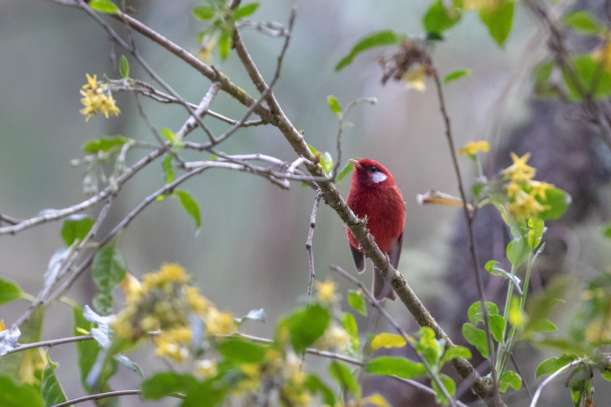 Paruline rouge (rubra/rowleyi) - ML148657111