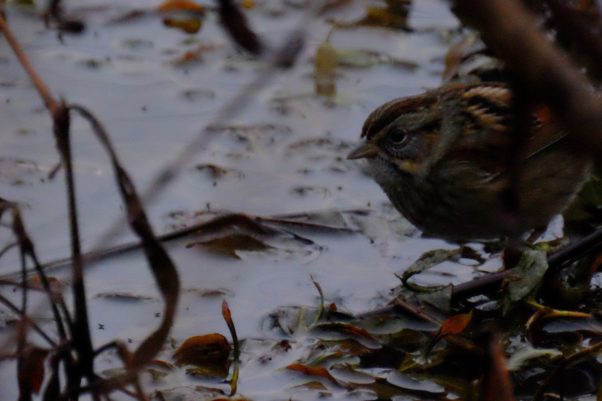 Swamp Sparrow - ML148660851