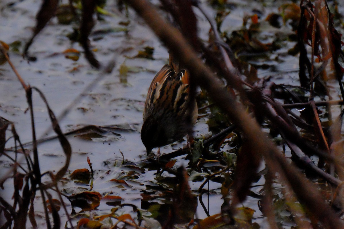 Swamp Sparrow - ML148660961