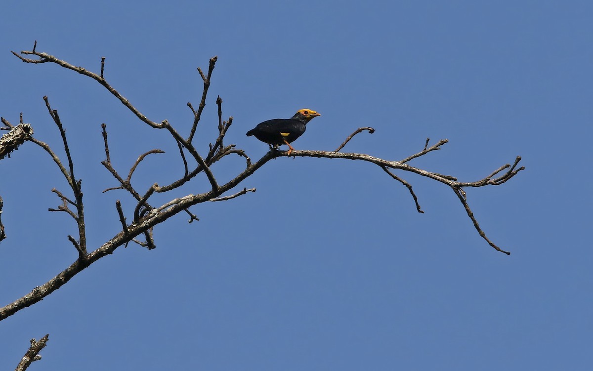 Golden-crested Myna - ML148661131