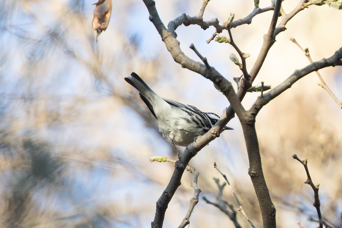 Black-throated Gray Warbler - ML148661261