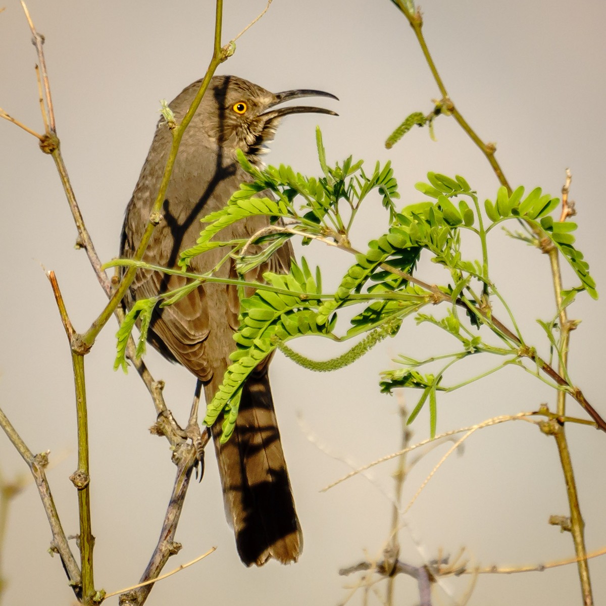 Curve-billed Thrasher - ML148661291