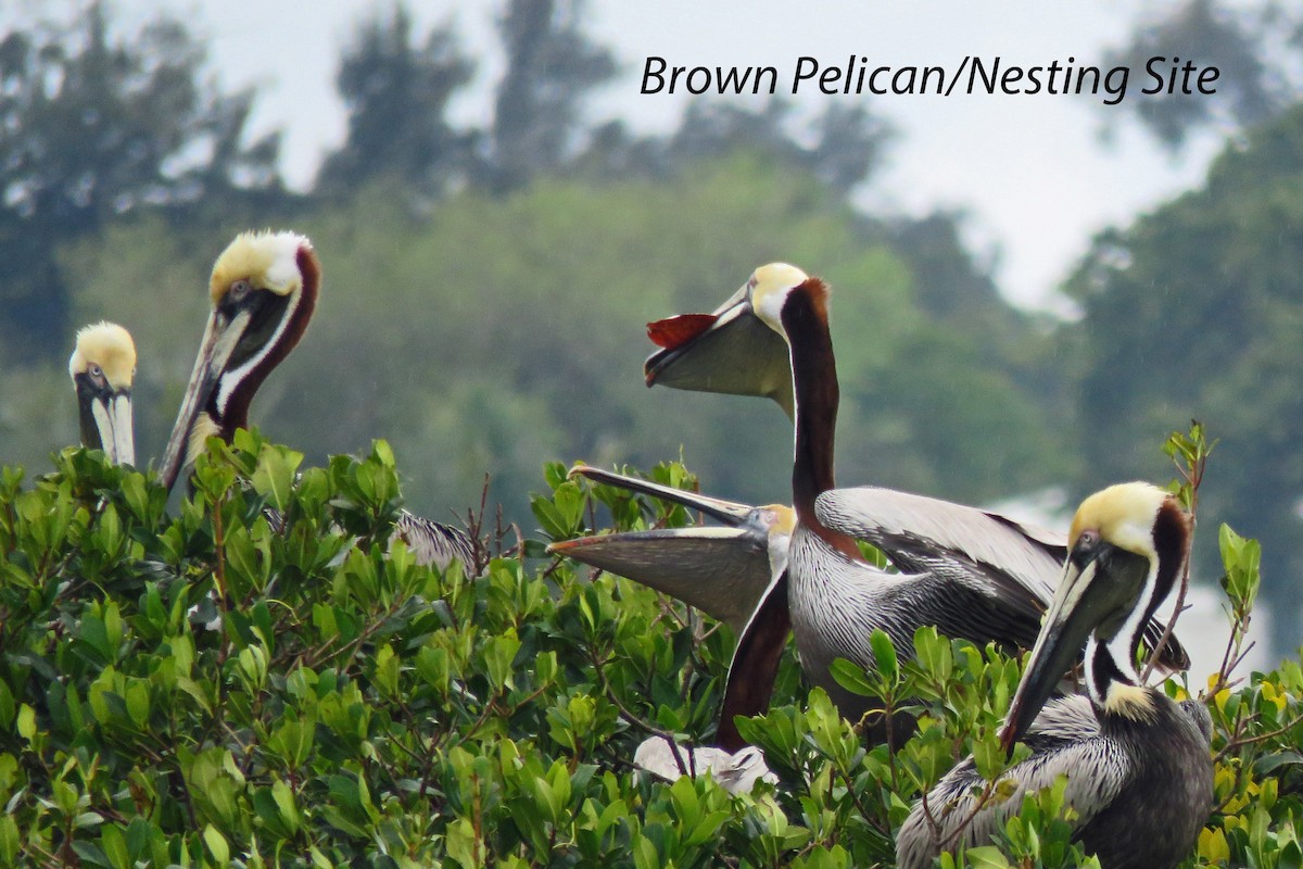 Brown Pelican - ML148661931