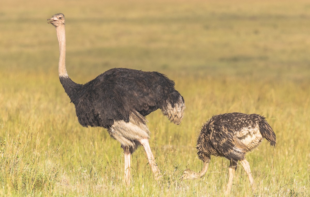 Common Ostrich - ML148662611