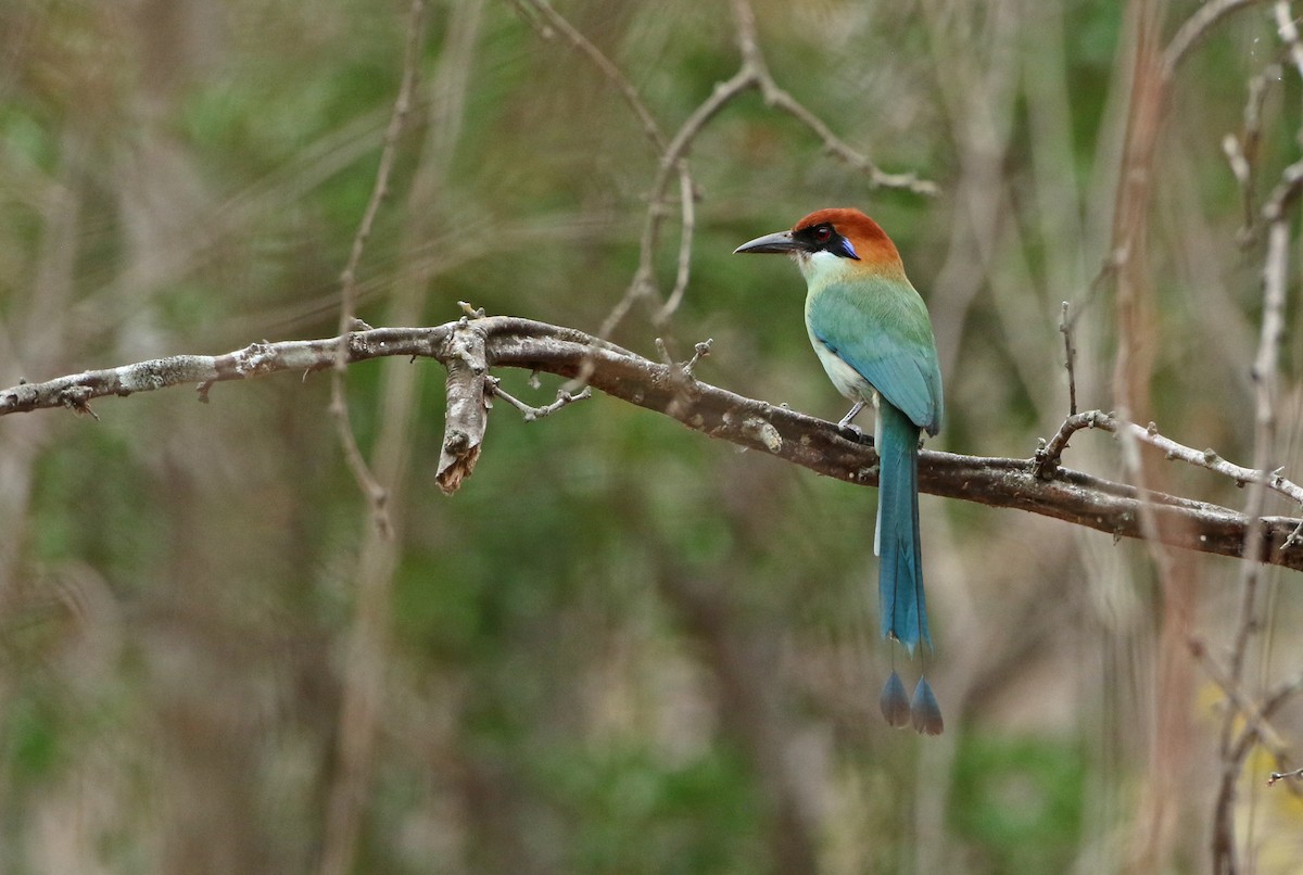 Motmot à tête rousse - ML148662671