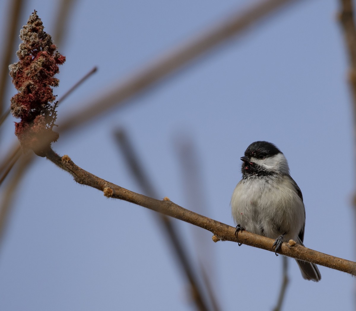 Black-capped Chickadee - ML148663541