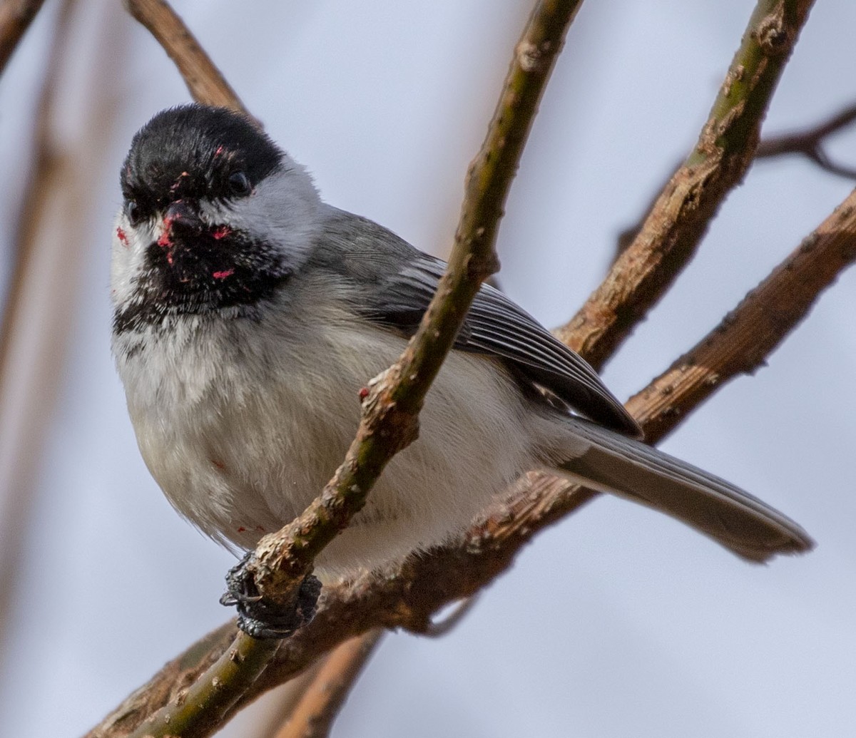 Black-capped Chickadee - ML148663561