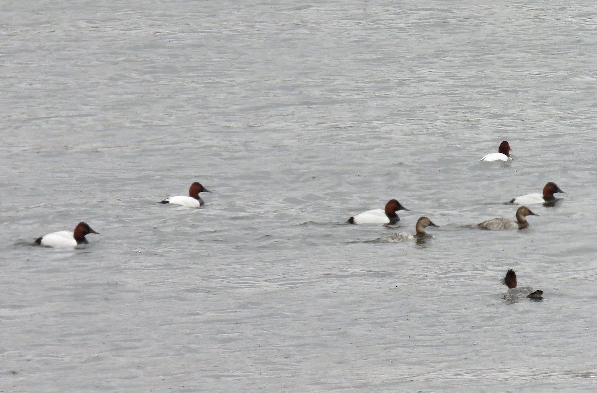 Canvasback - ML148665141