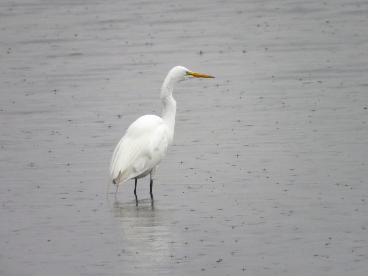 Great Egret - Anne Moretti