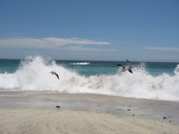 Gray Gull - ML148665971