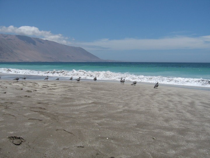 Gray Gull - ML148665981