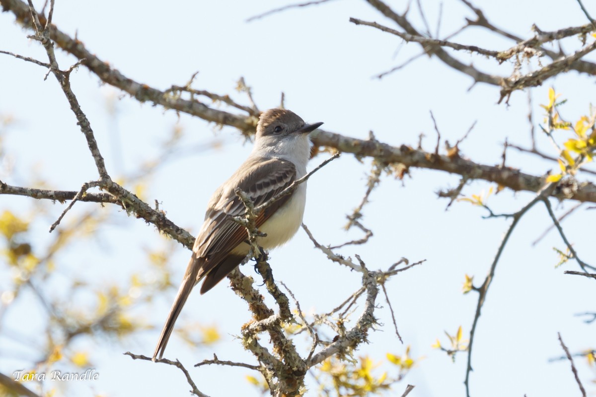 Ash-throated Flycatcher - Tara Randle